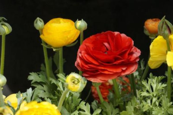 Ranunculus japonicus