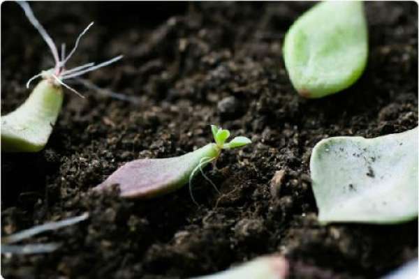Isostatic germination