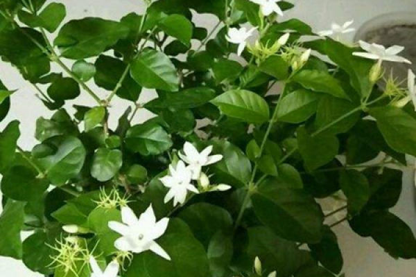 Jasmine