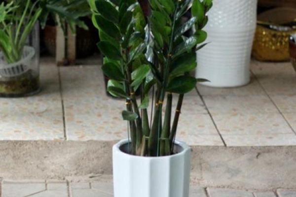 money tree