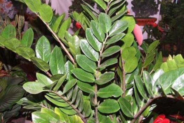 money tree
