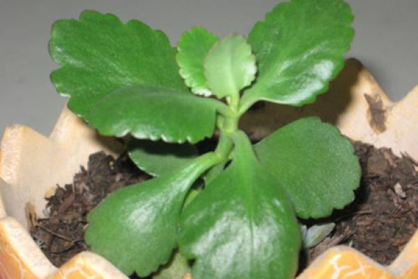 longevity flower