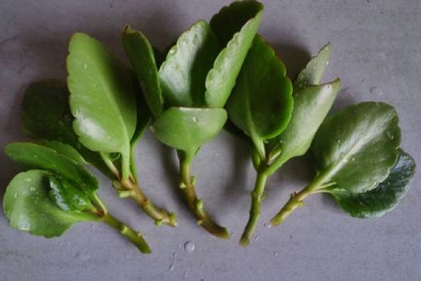 Topping cutting