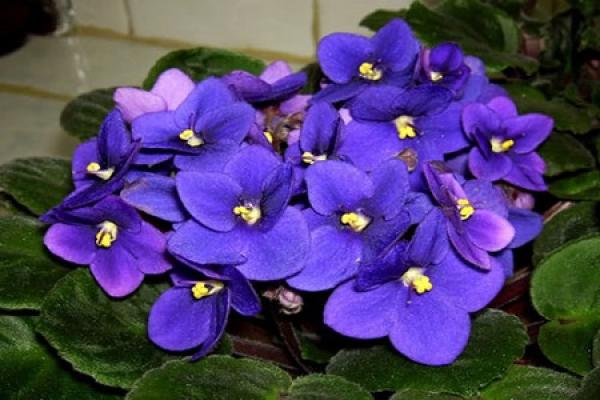 Violet