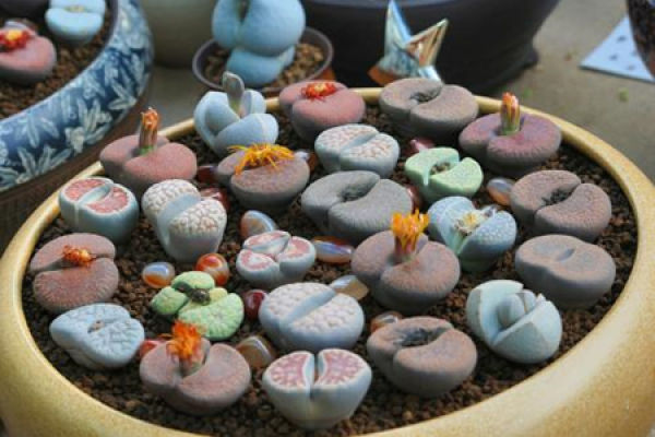 Raw Stone Flower