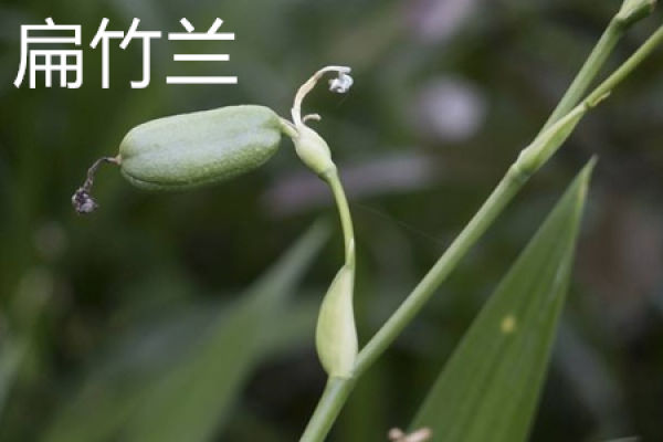 bamboos