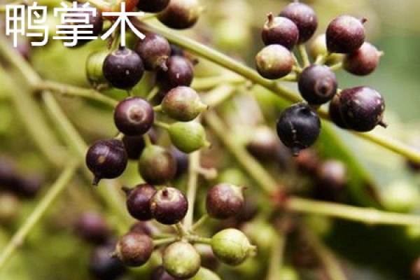 Schefflera japonica fruit