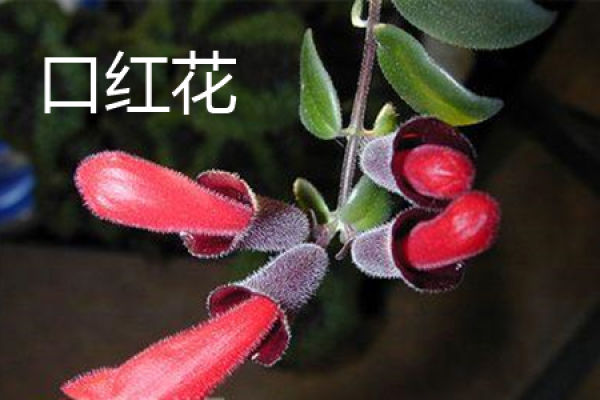 Lipstick flower