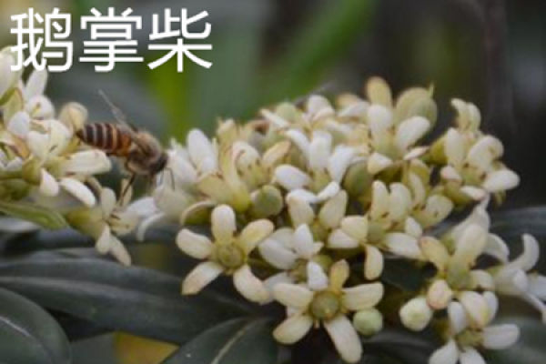 Schefflera japonica