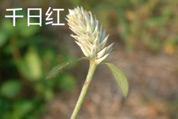 Globe amaranth