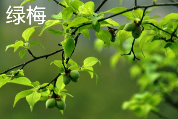 Green Plum