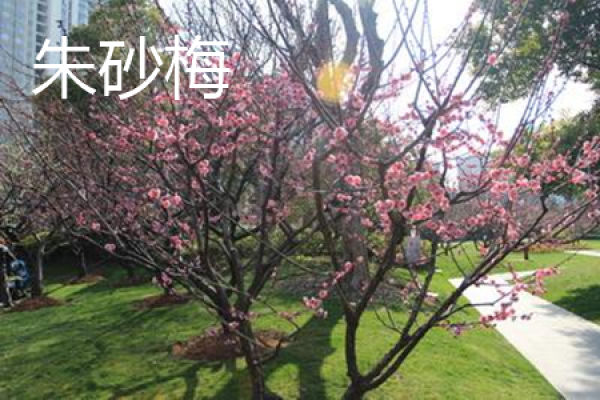 plum leaf