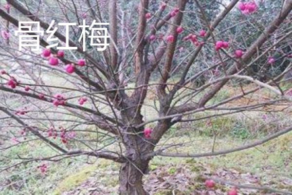 Trunk of Prunus mume