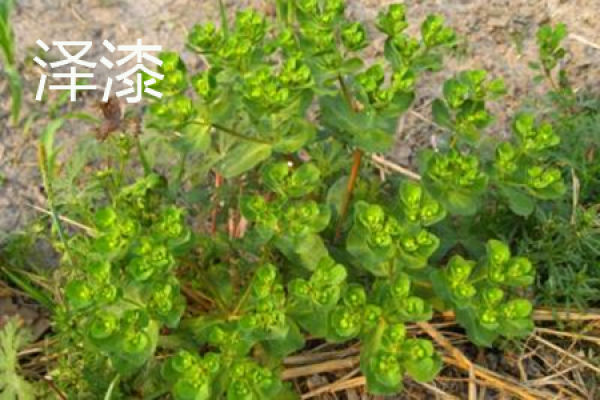 Euphorbia