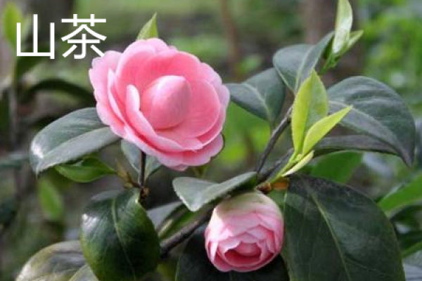 Camellia