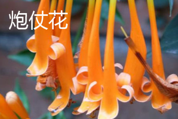 Lingxiao petals