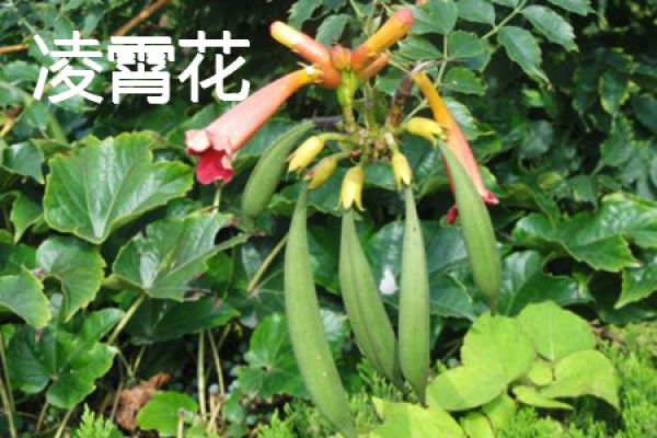 Campsis grandiflora