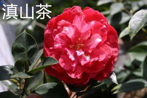 Camellia yunnanensis leaf