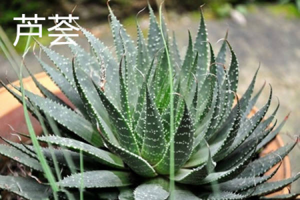 Aloe