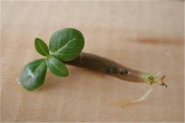 cutting propagation