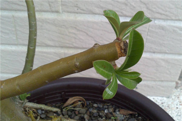 cutting propagation