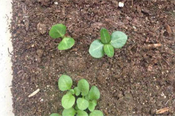 Seed Propagation