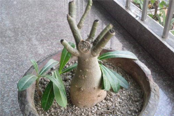 Adenium obesum