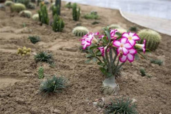 Desert Rose