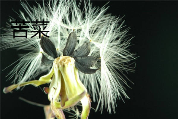 Sowthistle