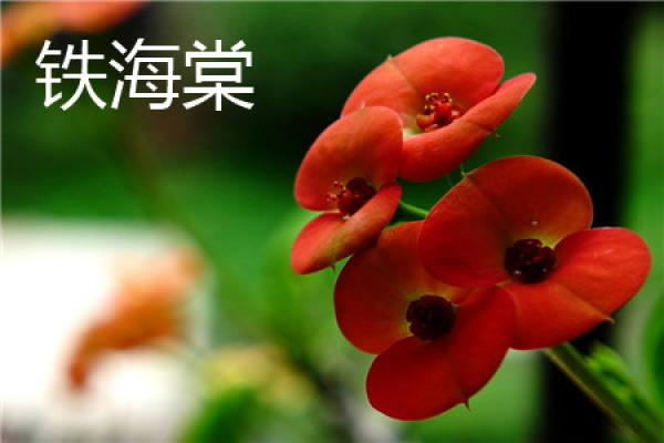 Begonia