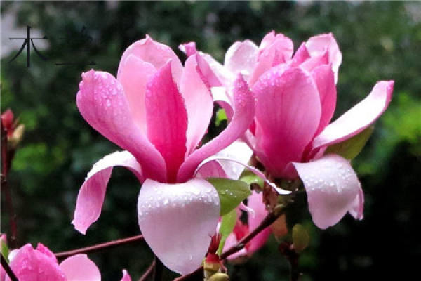 Magnolia