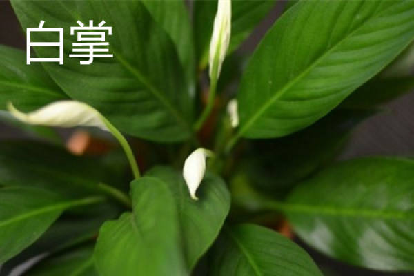 Anthurium