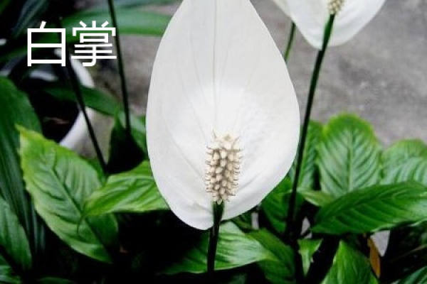 White Palm