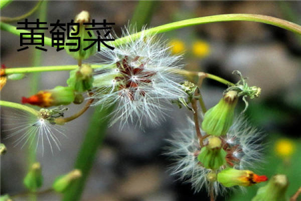 yellow vegetable