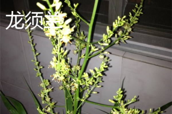 Herba Draconis