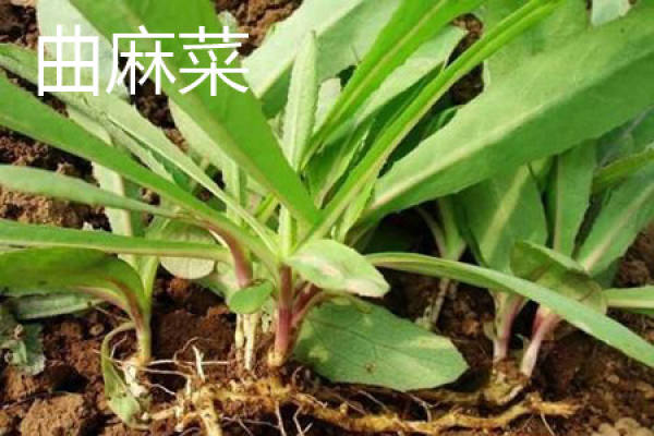 Qu Ma Cai