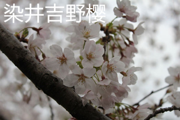 Narai Yoshino