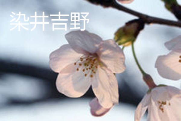 Narai Yoshino