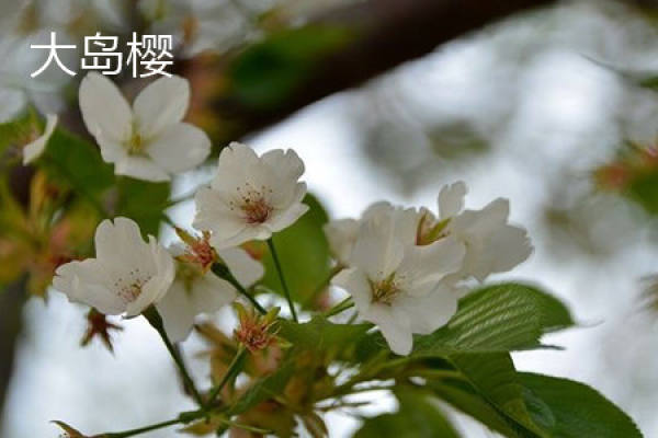 Oshima Sakura