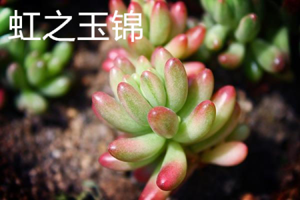 rainbow jade brocade
