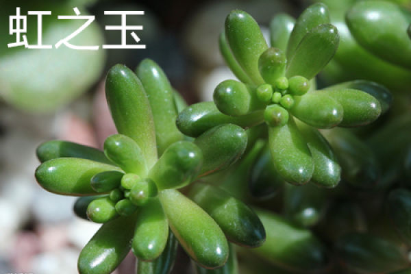 rainbow jade brocade