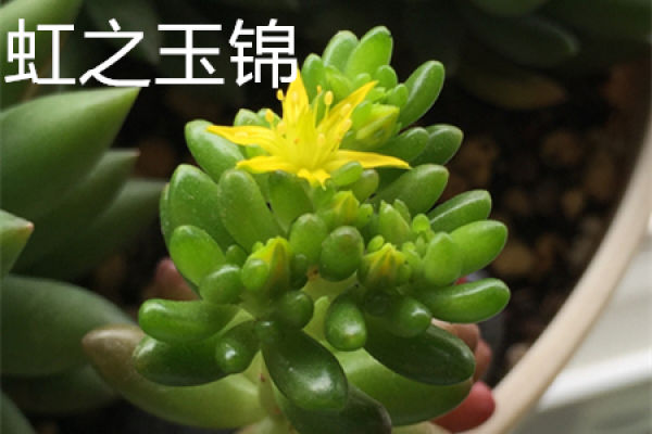 rainbow jade brocade