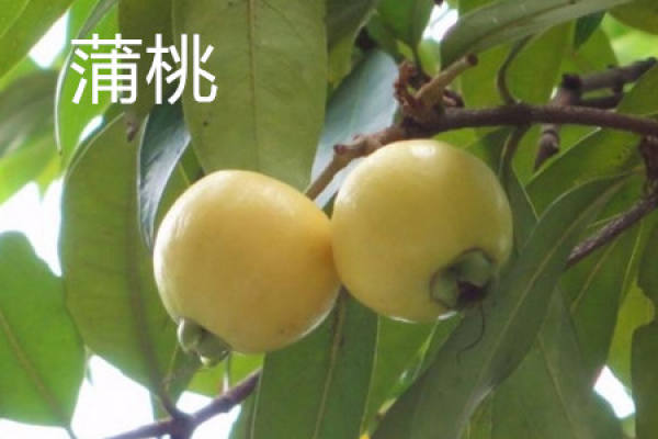 Syzygium jambos