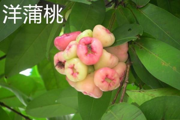 Japanese flowering peach