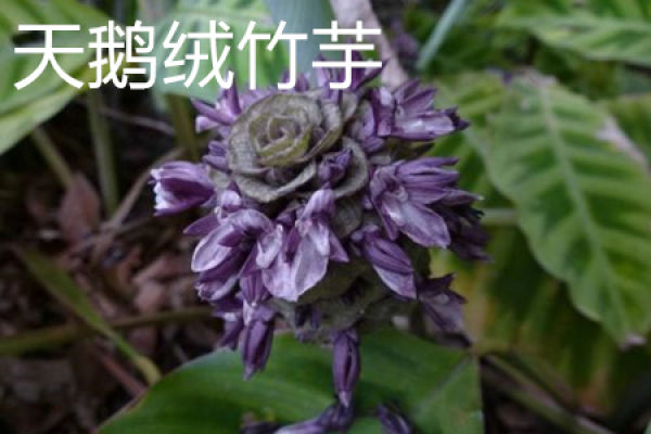 Velvet arrowroot