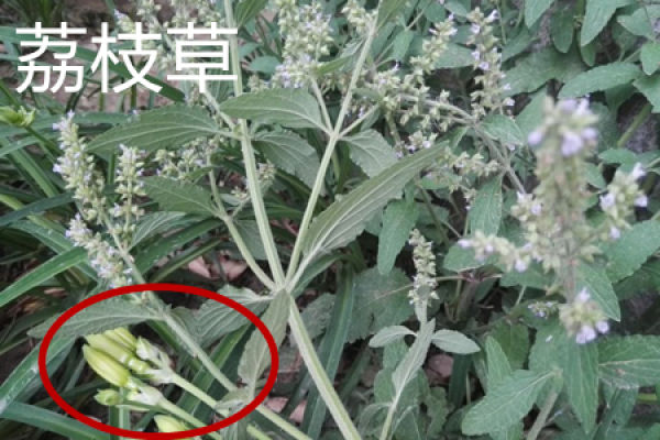 Fruits