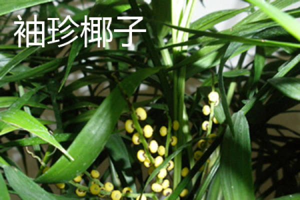 Mini coconut stem