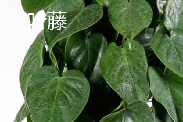 leaves of heart leaf rattan