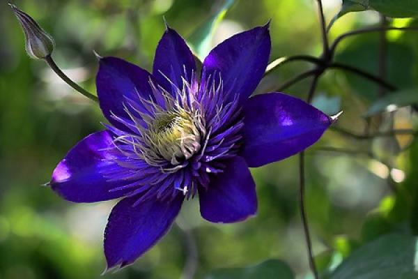 Clematis Clematis