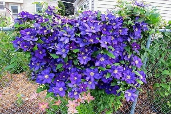 Clematis Clematis